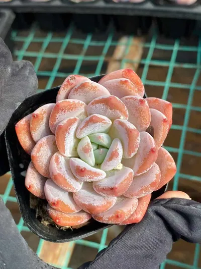 Echeveria Little Lily succulent — wholesale export from Yunnan, China