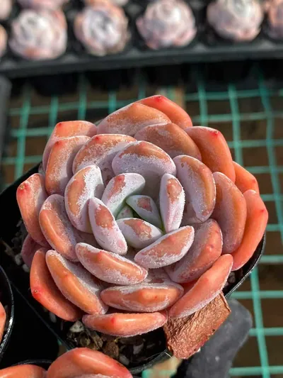 Echeveria Little Lily (小百合) succulent — wholesale bare-root export from Yunnan, China (3 of 4)