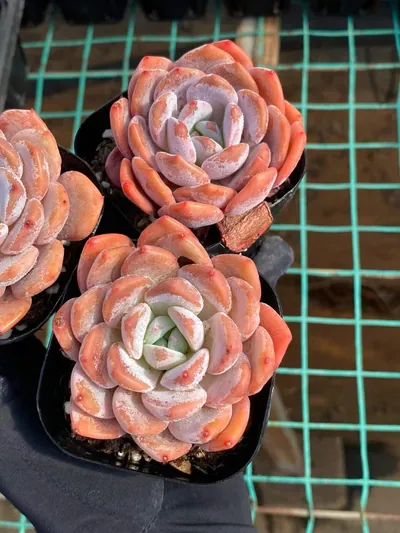 Echeveria Little Lily (小百合) succulent — wholesale bare-root export from Yunnan, China (4 of 4)