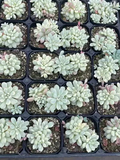 Echeveria Little Red Egg Variegated (小红蛋锦) succulent — wholesale bare-root export from Yunnan, China (3 of 4)