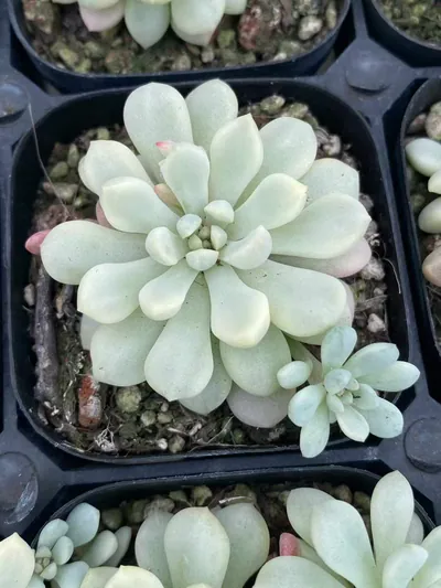 Echeveria Little Red Egg Variegated succulent — wholesale export from Yunnan, China