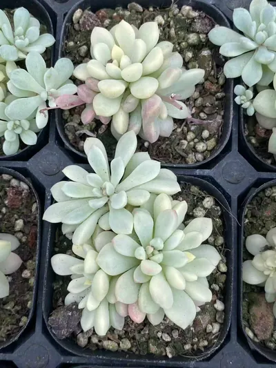 Echeveria Little Red Egg Variegated (小红蛋锦) succulent — wholesale bare-root export from Yunnan, China (4 of 4)
