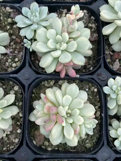 Echeveria Little Red Egg Variegated (小红蛋锦) succulent — wholesale bare-root export from Yunnan, China (2 of 4)