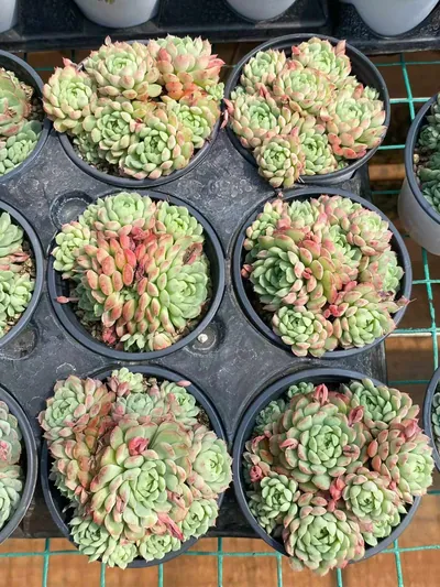 Echeveria Little Red Envelope (小红包) succulent — wholesale bare-root export from Yunnan, China (3 of 4)