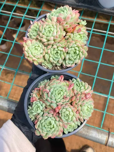 Echeveria Little Red Envelope (小红包) succulent — wholesale bare-root export from Yunnan, China (4 of 4)