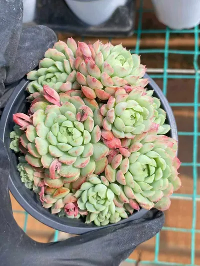 Echeveria Little Red Envelope (小红包) succulent — wholesale bare-root export from Yunnan, China (2 of 4)