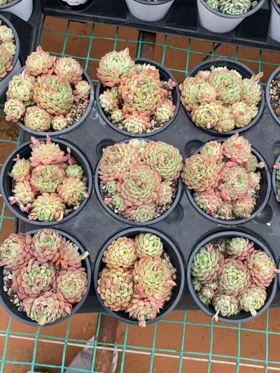 Echeveria Little Red Envelope Cluster (小红包群) succulent — wholesale bare-root export from Yunnan, China (4 of 4)