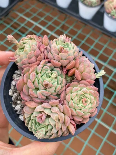 Echeveria Little Red Envelope Cluster succulent — wholesale export from Yunnan, China