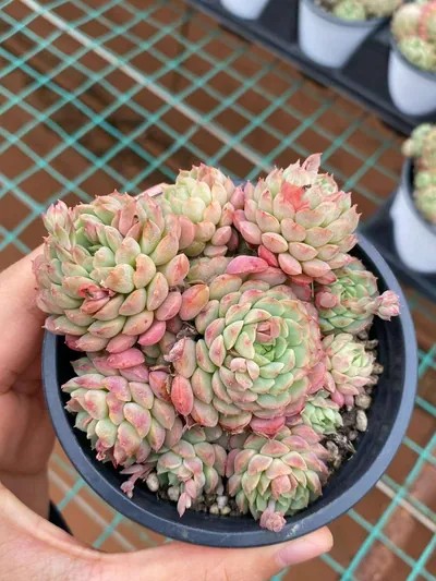 Echeveria Little Red Envelope Cluster (小红包群) succulent — wholesale bare-root export from Yunnan, China (2 of 4)