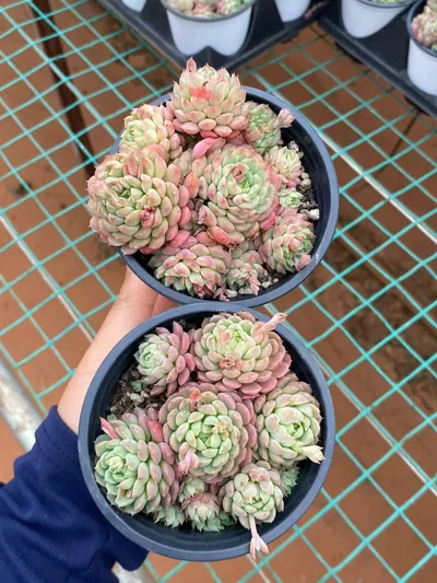 Echeveria Little Red Envelope Cluster (小红包群) succulent — wholesale bare-root export from Yunnan, China (3 of 4)