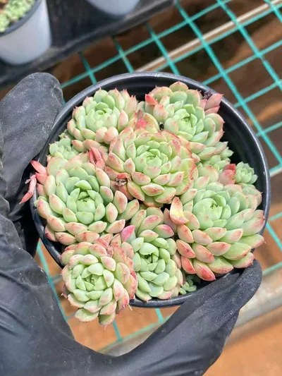 Echeveria Little Red Envelope succulent — wholesale export from Yunnan, China