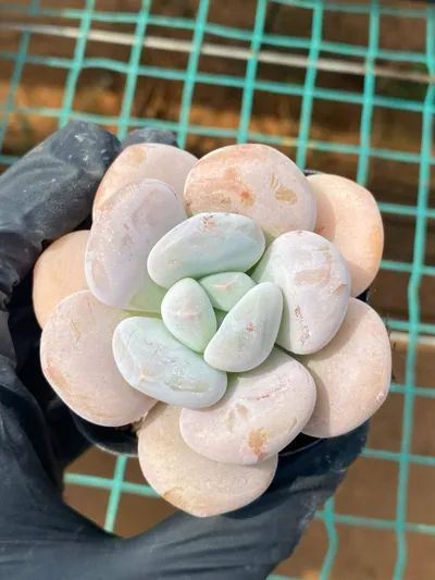 Echeveria Little Sprite (小花妖) succulent — wholesale bare-root export from Yunnan, China (3 of 4)