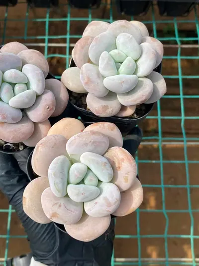 Echeveria Little Sprite (小花妖) succulent — wholesale bare-root export from Yunnan, China (4 of 4)