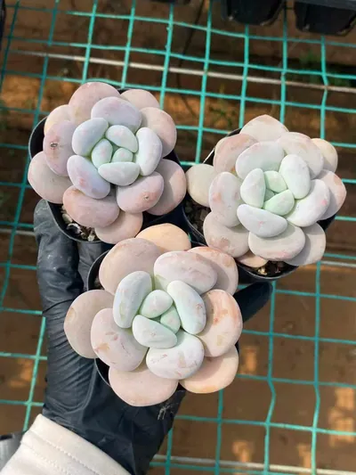 Echeveria Little Sprite (小花妖) succulent — wholesale bare-root export from Yunnan, China (2 of 4)