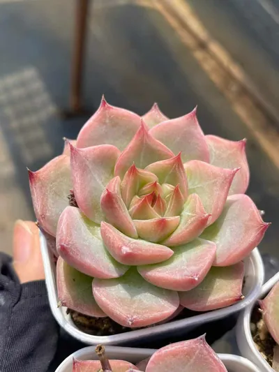 Echeveria Little Wedding Ring sp. (小婚戒sp) succulent — wholesale bare-root export from Yunnan, China (2 of 5)