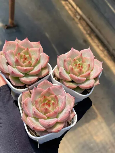 Echeveria Little Wedding Ring sp. (小婚戒sp) succulent — wholesale bare-root export from Yunnan, China (3 of 5)