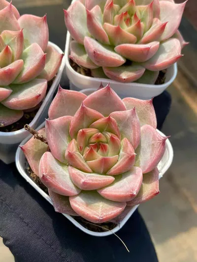 Echeveria Little Wedding Ring sp. (小婚戒sp) succulent — wholesale bare-root export from Yunnan, China (5 of 5)
