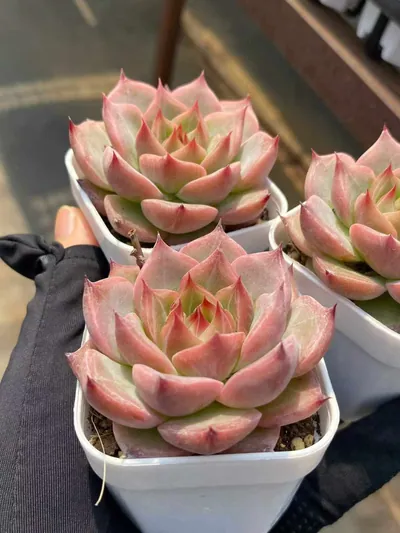 Echeveria Little Wedding Ring sp. (小婚戒sp) succulent — wholesale bare-root export from Yunnan, China (4 of 5)