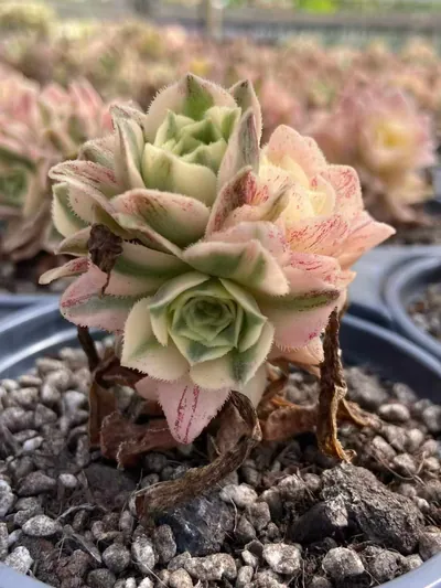 Echeveria Little White Phoenix succulent — wholesale export from Yunnan, China