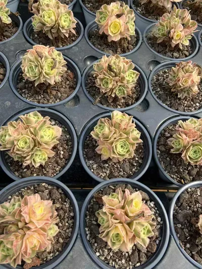 Echeveria Little White Phoenix (小白凤) succulent — wholesale bare-root export from Yunnan, China (3 of 3)