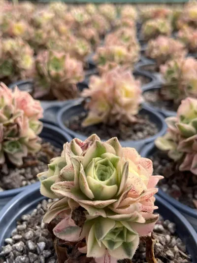 Echeveria Little White Phoenix (小白凤) succulent — wholesale bare-root export from Yunnan, China (2 of 3)