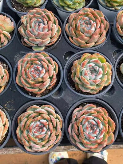 Echeveria Longing (长相思) succulent — wholesale bare-root export from Yunnan, China (4 of 4)