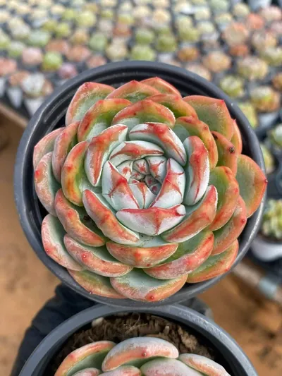 Echeveria Longing (长相思) succulent — wholesale bare-root export from Yunnan, China (3 of 4)