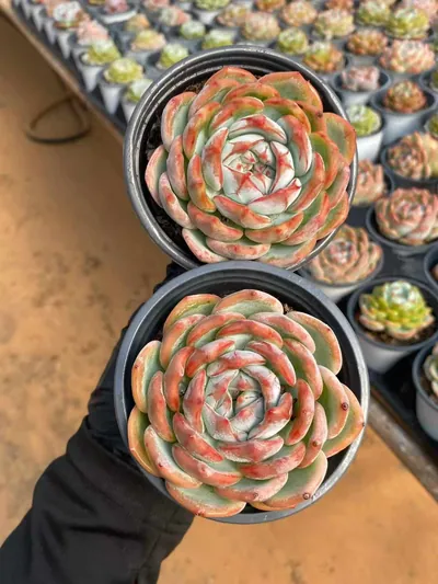 Echeveria Longing (长相思) succulent — wholesale bare-root export from Yunnan, China (2 of 4)