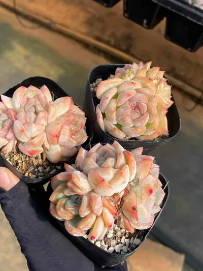 Echeveria Longing Cluster (长相思群) succulent — wholesale bare-root export from Yunnan, China (4 of 6)