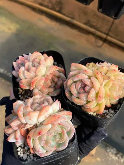 Echeveria Longing Cluster (长相思群) succulent — wholesale bare-root export from Yunnan, China (3 of 6)