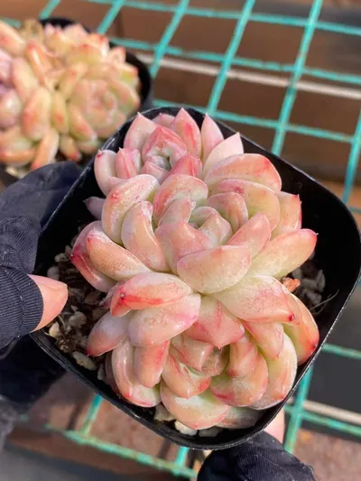 Echeveria Longing Cluster succulent — wholesale export from Yunnan, China