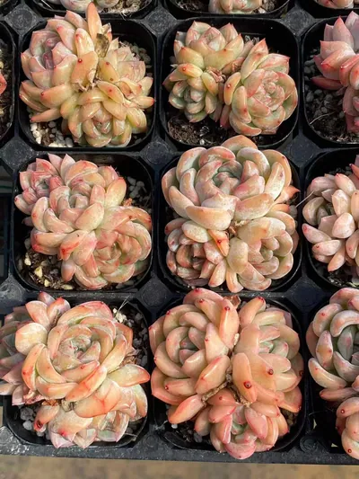 Echeveria Longing Cluster (长相思群) succulent — wholesale bare-root export from Yunnan, China (6 of 6)