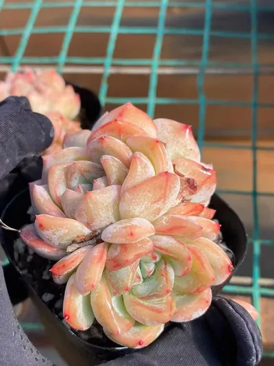 Echeveria Longing Cluster (长相思群) succulent — wholesale bare-root export from Yunnan, China (2 of 6)