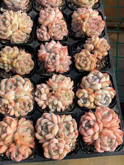 Echeveria Longing Cluster (长相思群) succulent — wholesale bare-root export from Yunnan, China (5 of 6)