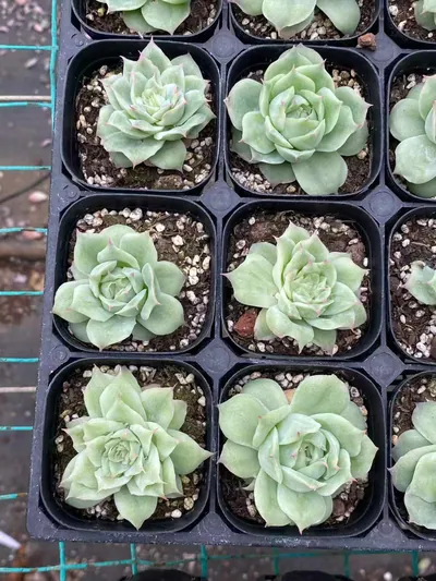 Echeveria Longing Rose (相思玫瑰) succulent — wholesale bare-root export from Yunnan, China (4 of 4)