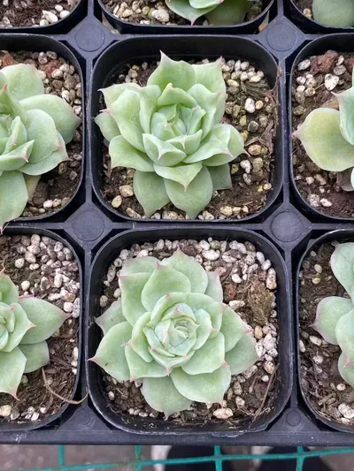 Echeveria Longing Rose (相思玫瑰) succulent — wholesale bare-root export from Yunnan, China (2 of 4)