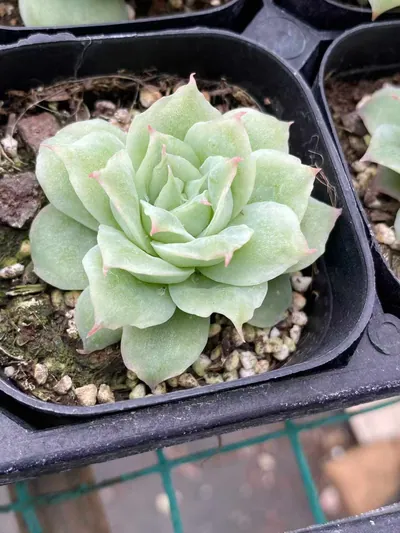 Echeveria Longing Rose succulent — wholesale export from Yunnan, China