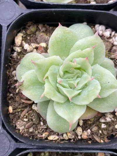 Echeveria Longing Rose (相思玫瑰) succulent — wholesale bare-root export from Yunnan, China (3 of 4)