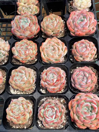 Echeveria Longing Single (长相思单头) succulent — wholesale bare-root export from Yunnan, China (5 of 6)