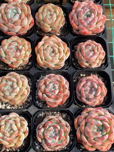 Echeveria Longing Single (长相思单头) succulent — wholesale bare-root export from Yunnan, China (4 of 6)