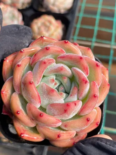 Echeveria Longing Single (长相思单头) succulent — wholesale bare-root export from Yunnan, China (3 of 6)