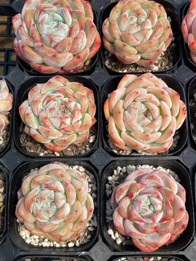 Echeveria Longing Single (长相思单头) succulent — wholesale bare-root export from Yunnan, China (6 of 6)