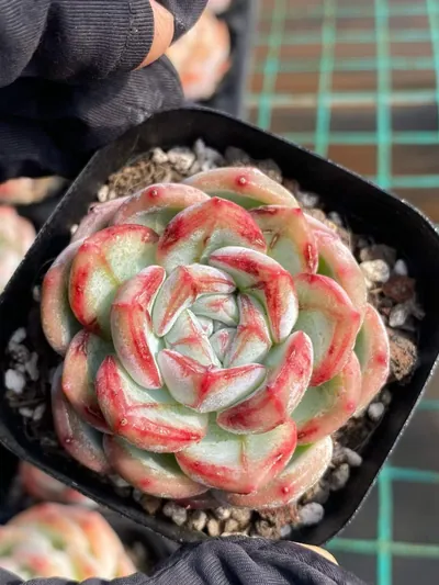 Echeveria Longing Single succulent — wholesale export from Yunnan, China