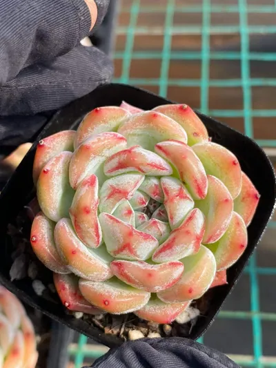 Echeveria Longing Single (长相思单头) succulent — wholesale bare-root export from Yunnan, China (2 of 6)