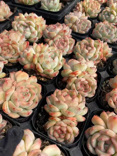 Echeveria Longing Twin-head (长相思双头) succulent — wholesale bare-root export from Yunnan, China (4 of 4)
