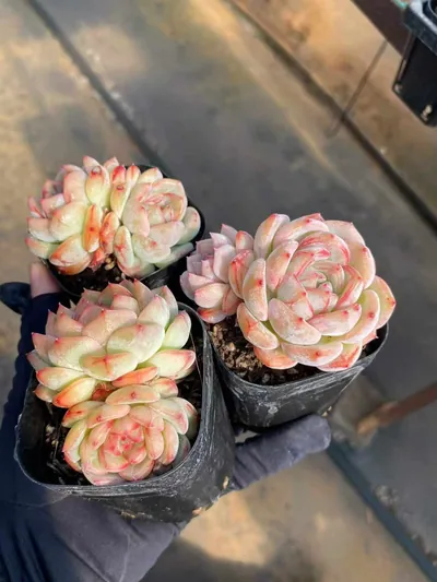Echeveria Longing Twin-head (长相思双头) succulent — wholesale bare-root export from Yunnan, China (3 of 4)
