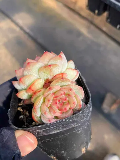 Echeveria Longing Twin-head (长相思双头) succulent — wholesale bare-root export from Yunnan, China (2 of 4)