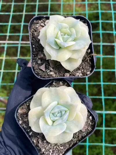 Echeveria Lovely Rose Variegated (可爱玫瑰锦) succulent — wholesale bare-root export from Yunnan, China (4 of 4)