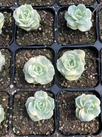 Echeveria Lovely Rose Variegated (可爱玫瑰锦) succulent — wholesale bare-root export from Yunnan, China (3 of 4)