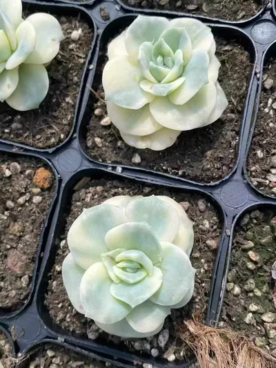 Echeveria Lovely Rose Variegated (可爱玫瑰锦) succulent — wholesale bare-root export from Yunnan, China (2 of 4)